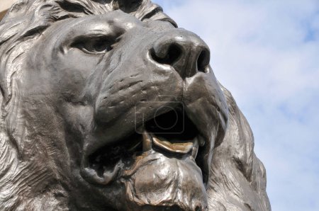 Photo for London, UK - July 8 2008: A detailed close-up of a lion's head in Trafalgar Square, London, UK. - Royalty Free Image