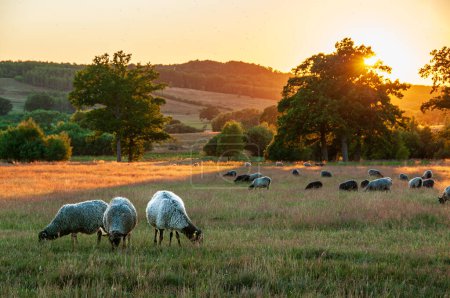 Photo for Sheep peacefully grazing in the Hovdala Meadow, set against the warm hues of a Swedish sunset just outside Hassleholm. - Royalty Free Image