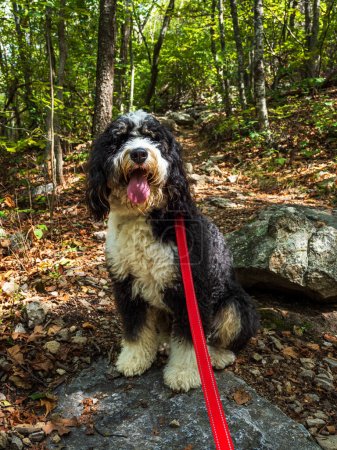 Bernedoodle dog with a red leash is on a hike on the North Mountain and Laurel Run Trail, West Virginia and Virginia.