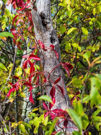 Photo for Fall colored leaves on Virginia Creeper, Parthenocissus quinquefolia, climbing on a tree trunk at Big Schloss via Wolf Gap Trail, West Virginia and Virginia. - Royalty Free Image