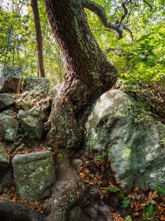 Photo for A resilient tree thrives in a challenging location atop a rock at Tibbet Knob, Virginia. This striking scene showcases nature's ability to flourish amidst harsh conditions in this rugged setting. - Royalty Free Image