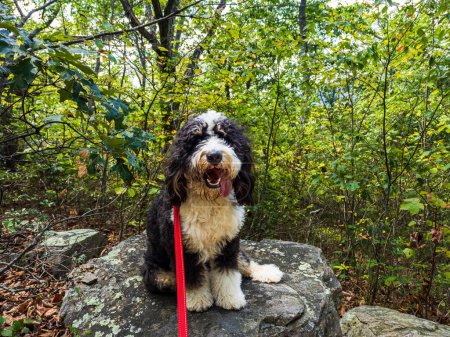 Photo for In the depths of West Virginia's forest, a Bernedoodle puppy sits atop a stone, adorned with a red leash. - Royalty Free Image