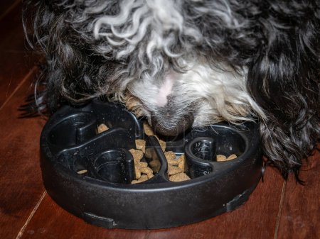 Photo for A Bernedoodle puppy indulging in a meal, savoring dog food from a sleek black slow feeder in a captivating close-up shot. - Royalty Free Image