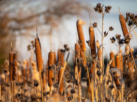 Photo for Cattail or bulrush, bathed in golden sunlight, graces the water's edge. - Royalty Free Image