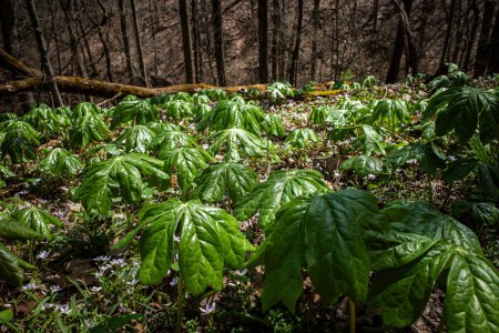 Within the heart of a forest, the delicate Mayapples, scientifically known as Podophyllum peltatum, bask in the gentle glow of the early spring sun.