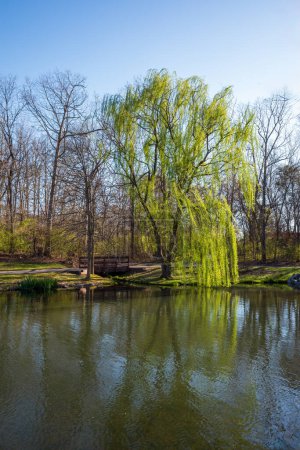 Die grüne Trauerweide wirft ihr Spiegelbild auf einen ruhigen See, eingerahmt von einer Holzbrücke und einem ruhigen, azurblauen Himmel..