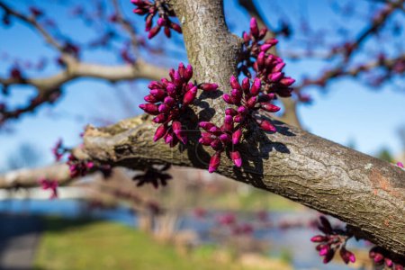 Beauté florissante : Un bourgeon rouge de l'Est vibrant (Cercis canadensis) baigne dans la lumière chaude du soleil, ses délicates fleurs violettes luisent.