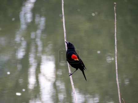 Eine lebhafte männliche Amsel (Agelaius phoeniceus) hockt auf einem verwitterten Stock und zeigt ihren charakteristischen roten Schulterfleck.
