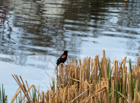 A vibrant male red-winged blackbird (Agelaius phoeniceus) perched on a weathered stick, displaying its signature red shoulder patch.