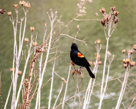 A vibrant male red-winged blackbird (Agelaius phoeniceus) stands guard by the water's edge, its red shoulder patch a bold display.