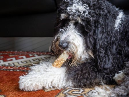 Black and white Bernedoodle relaxing on a red carpet, enjoying a dog treat bar.