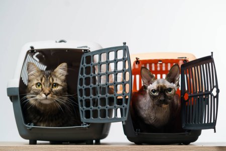 Photo for Two pet carriers and with cats on white background - Royalty Free Image