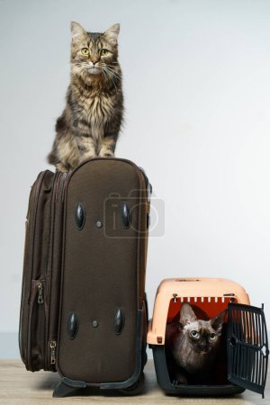 Photo for Travel bag and pet carrier and tow cats on white background - Royalty Free Image