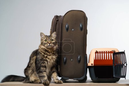 Photo for Travel bag and pet carrier and cat on white background - Royalty Free Image