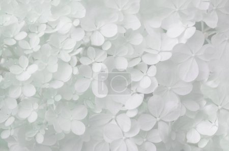 Delicate natural floral background in light pastel colors. Hydrangea flowers in nature close-up with soft focus