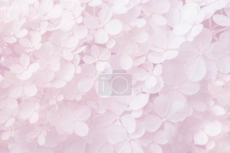 Photo for Abstract floral backdrop of white flowers with soft focus for spring or summer time. Banner background with copy space - Royalty Free Image