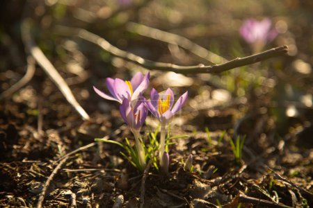 Foto de Primer plano de azafrán, flores en el prado - Imagen libre de derechos