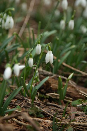 Foto de Primer plano de las flores blancas de las gotas de nieve en el bosque - Imagen libre de derechos