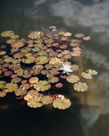 Téléchargez les photos : Belle vue sur l'étang avec fleur de lotus - en image libre de droit