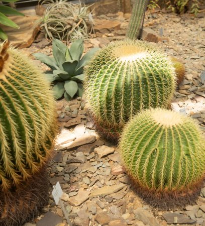 Téléchargez les photos : Jardin de cactus dans le jardin botanique - en image libre de droit