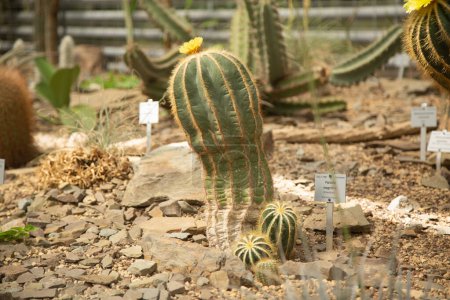 Foto de Cactus en un jardín - Imagen libre de derechos