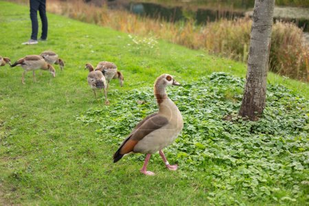 Photo for A close-up of a Nile geese family (Alopochen aegyptiaca) on the ground. Egyptian geese group - Royalty Free Image