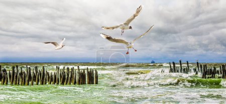 Photo for Panoramic seascape with seagulls and old wooden poles on cloudy summer day. Lithuania, Sventoji. - Royalty Free Image