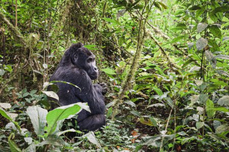 Foto de Gorila de montaña en Bwindi Impenetrable National Park, Uganda - Imagen libre de derechos