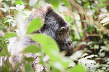 Téléchargez les photos : Gorille des montagnes dans le parc national impénétrable de Bwindi, Ouganda - en image libre de droit