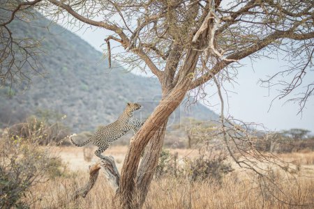 Foto de Leopardo en un árbol al atardecer - Reserva Nacional de Samburu, Kenia del Norte - Imagen libre de derechos