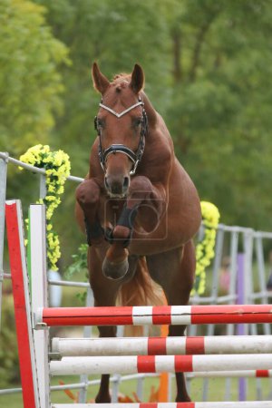 Foto de Hermoso caballo de pura raza joven saltar sobre la barreral aire libre. Competencia de salto libre en granja de animales rurales. - Imagen libre de derechos