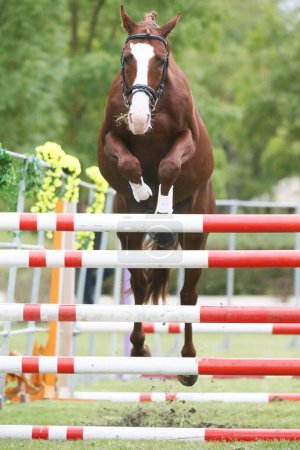 Foto de Hermoso caballo de pura raza joven saltar sobre la barreral aire libre. Competencia de salto libre en granja de animales rurales. - Imagen libre de derechos