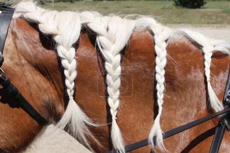 Photo for Details of braided pigtail on horse mane. Neck close up of a young domestic horse with a braided mane. Equestrian life. - Royalty Free Image