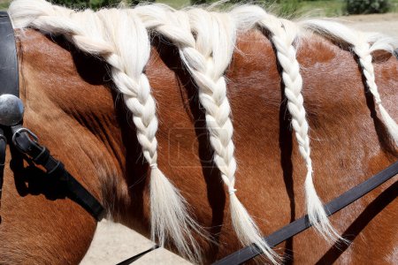 Photo for Details of braided pigtail on horse mane. Neck close up of a young domestic horse with a braided mane. Equestrian life. - Royalty Free Image