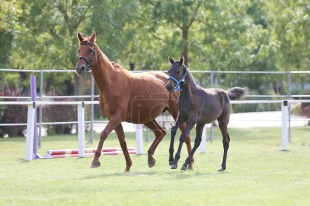 One years  old foal gallops with her mother outside  at rural animal farm. Warmblood mare and  her filly enjoy green grass together at equestrian centre  summertime outdoors