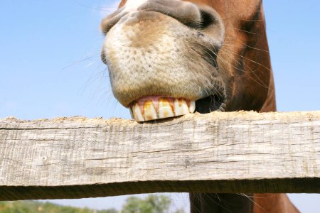Photo for Funny close up of a purebred mare behind wooden corral fence as chewing the corral fence. Equestrian background. - Royalty Free Image
