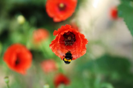 Photo for Little bee and red poppy flower with blurred green background on a hot sunny summer day - Royalty Free Image