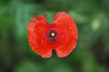 Téléchargez les photos : Petite abeille et fleur de pavot rouge avec fond vert flou sur une chaude journée ensoleillée d'été - en image libre de droit