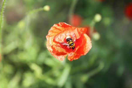 Téléchargez les photos : Petite abeille et fleur de pavot rouge avec fond vert flou sur une chaude journée ensoleillée d'été - en image libre de droit