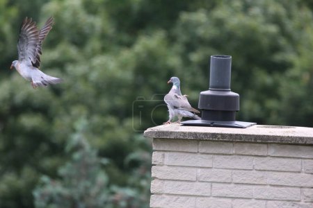 Photo for Two beautiful doves in love. Male and female columba palumbus dancing next to each other. - Royalty Free Image