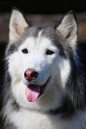 Foto de Retrato de perro cara de cerca con pelaje de color blanco y gris. Amistoso lindo retrato Husky siberiano - Imagen libre de derechos