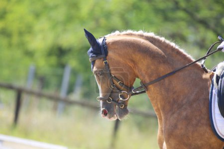 Photo for Head portrait of a sport horse against natural background. Riding a horse. Equestrian sports background. Horse close up during dressage competition with unknown rider - Royalty Free Image
