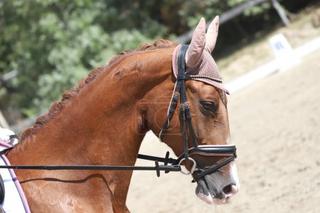Photo for Head portrait of a sport horse against natural background. Riding a horse. Equestrian sports background. Horse close up during dressage competition with unknown rider - Royalty Free Image
