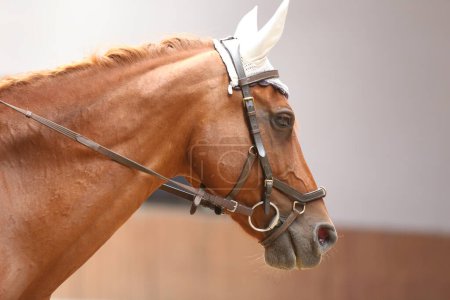 Photo for Head portrait of a sport horse indoors. Riding a horse. Equestrian sports background. Horse close up during dressage training with unknown rider in a riding hall - Royalty Free Image