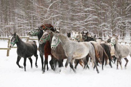 Herd of mares with foals galloping fast in snowy winter pasture outdoors. Group of domestic horses running on winter meadow at rural ranch wintertime. Equestrian background