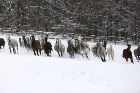Troupeau de juments aux poulains galopant rapidement dans les pâturages enneigés d'hiver à l'extérieur. Groupe de chevaux domestiques qui courent sur la prairie d'hiver au ranch rural l'hiver. Contexte équestre