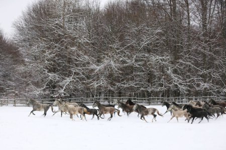 Stuten-Herde mit Fohlen galoppieren schnell auf der verschneiten Winterweide im Freien. Eine Gruppe einheimischer Pferde läuft auf der Winterweide einer ländlichen Ranch im Winter. Reiterlicher Hintergrund