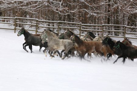 Troupeau de juments aux poulains galopant rapidement dans les pâturages enneigés d'hiver à l'extérieur. Groupe de chevaux domestiques qui courent sur la prairie d'hiver au ranch rural l'hiver. Contexte équestre