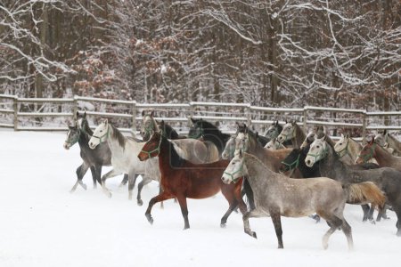 Manada de yeguas con potros galopando rápido en pastos nevados de invierno al aire libre. Grupo de caballos domésticos corriendo en el prado de invierno en invierno rancho rural. Fondo ecuestre