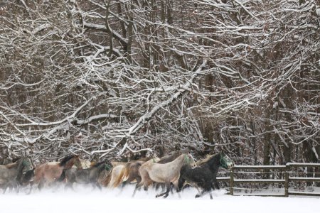 Herd of mares with foals galloping fast in snowy winter pasture outdoors. Group of domestic horses running on winter meadow at rural ranch wintertime. Equestrian background